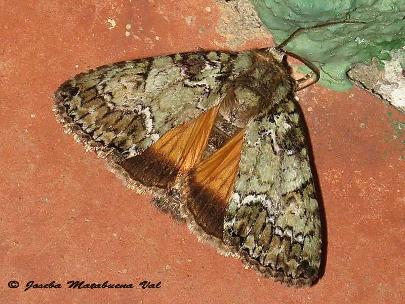 Polyphaenis sericata - Noctuidae